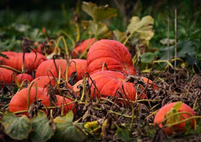 Photoquiz – Share your photos