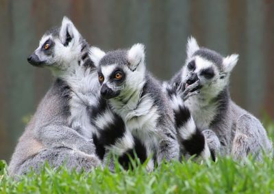 Cattamada – Découverte de Madagascar